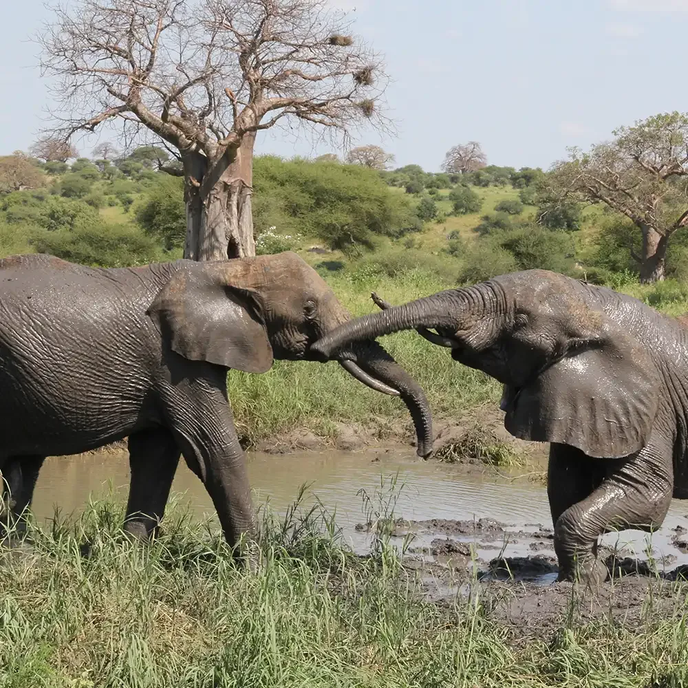 6-Day Tanzania Low Season Safari
