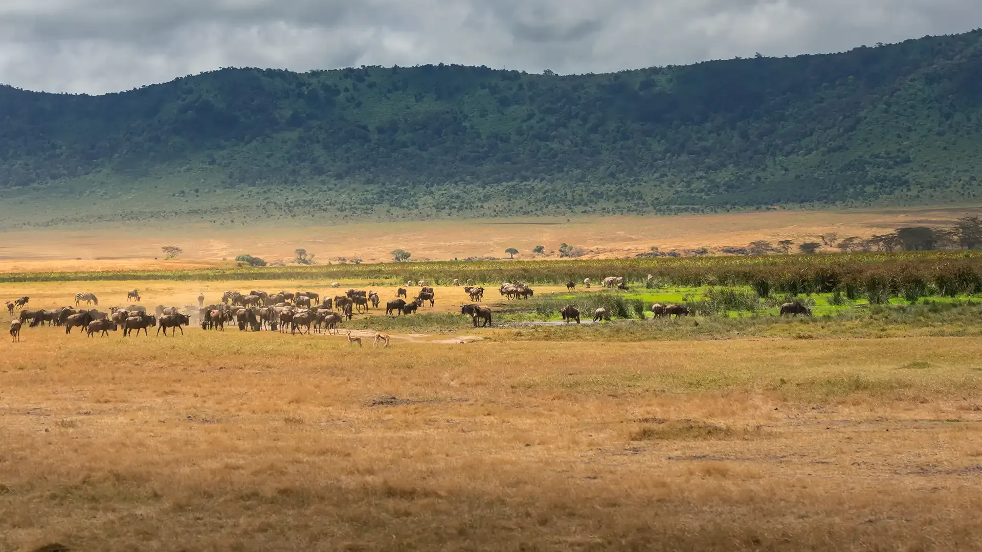 Wildebeest herd on the Ngorongoro crater floor