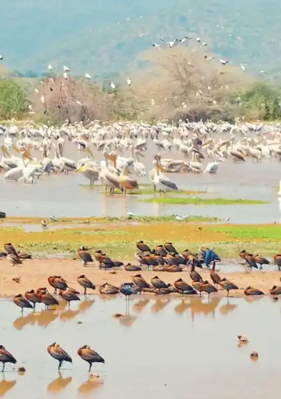 Lake Manyara National Park Day Trip with Walking Safari