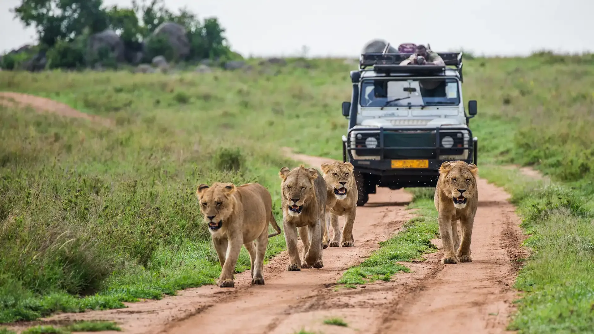 A lioness walking along a park track