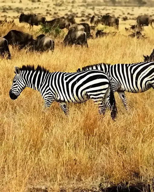 Masai Mara at its best