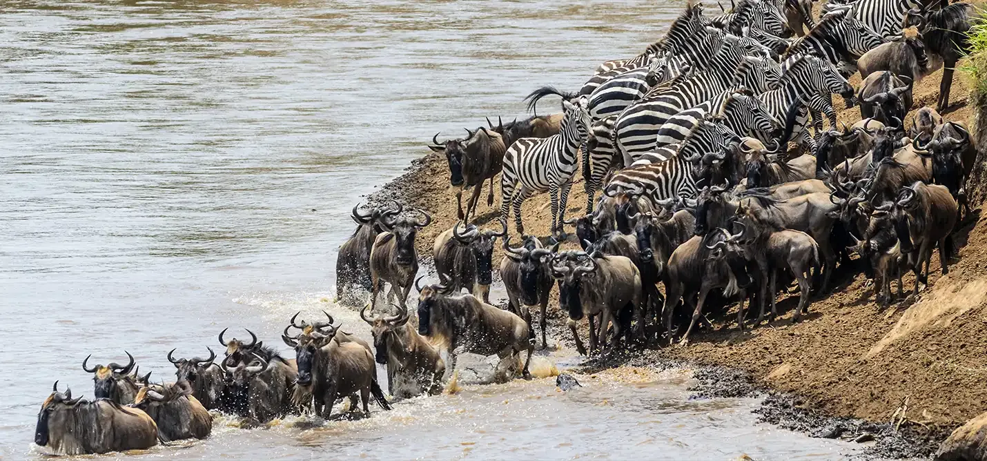 Wildebeest crossing the Mara River, Northern Serengeti