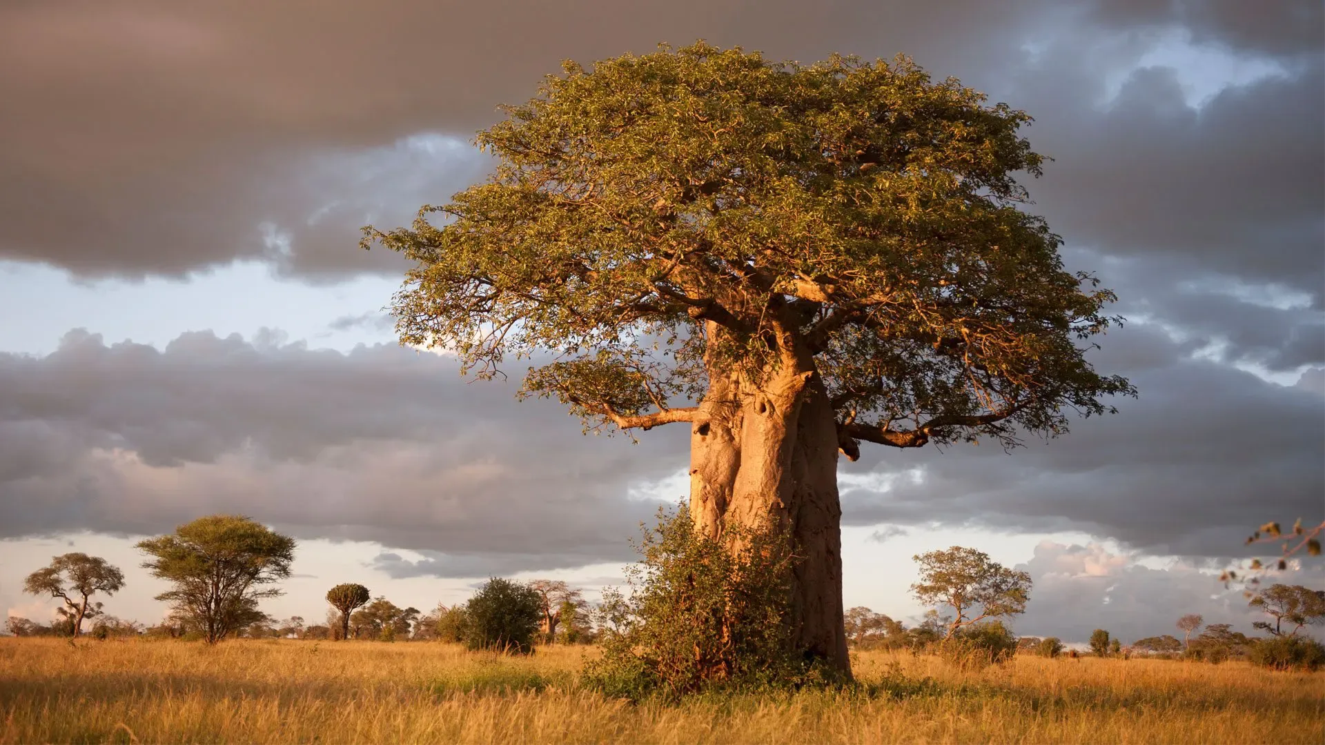 A baobab stands over the golden grass of Tarangire National Park, Tanzania, at dusk.