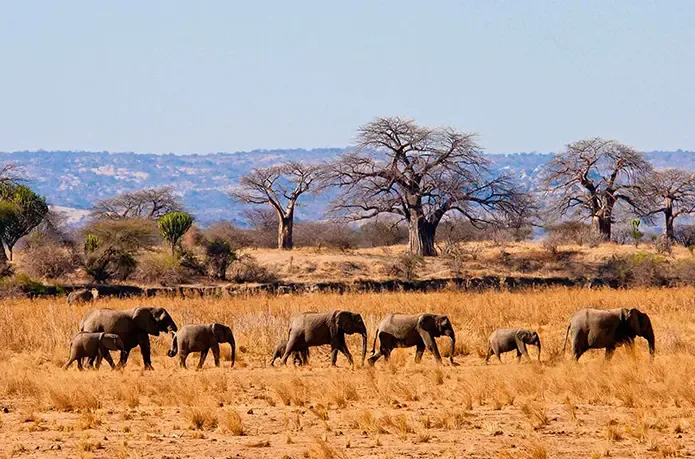 A herd of elephants crosses the dry grass of Tarangire, Tanzania, beneath wide baobab trees.