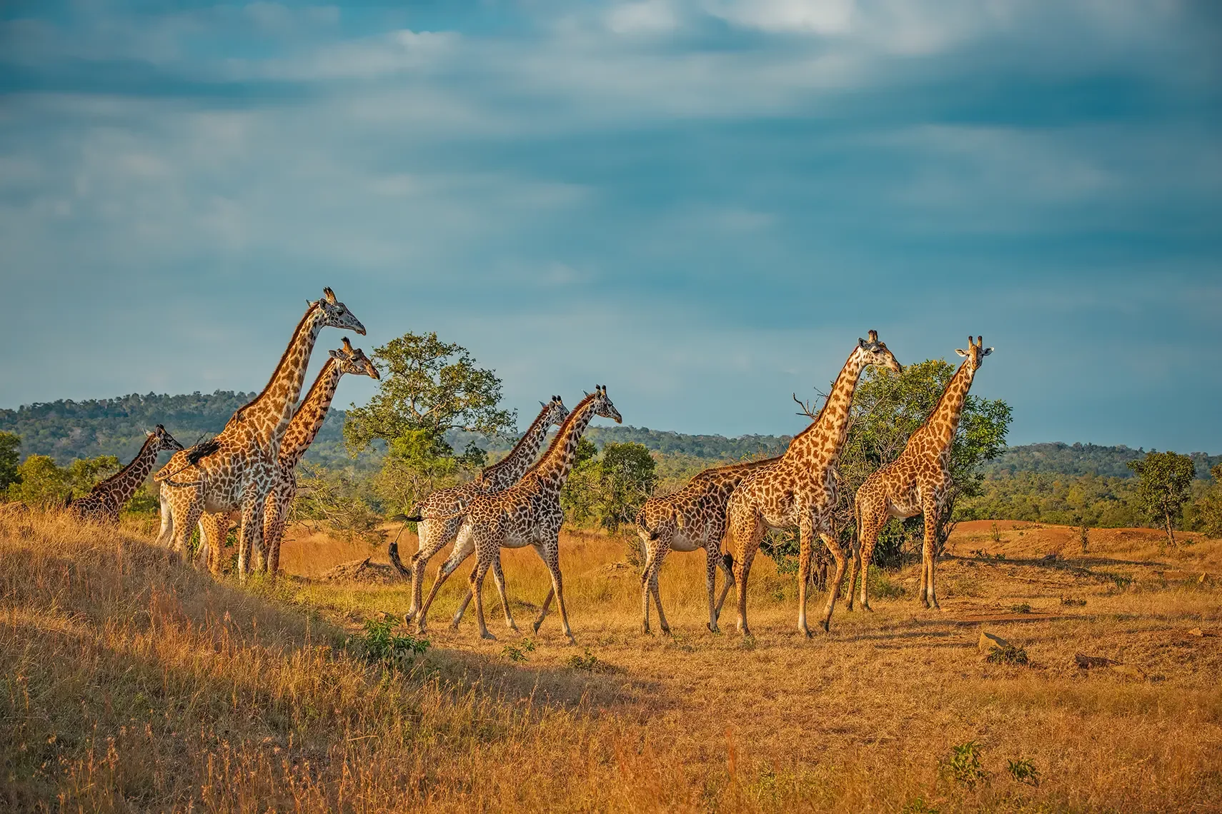 Grumeti Safari: Best Times, Wildlife Highlights & Travel Tips