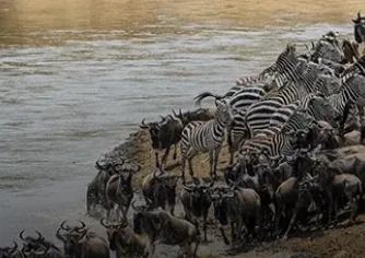 Migration heads south