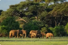Male female lions laying sand resting