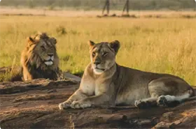 Male female lions laying sand resting