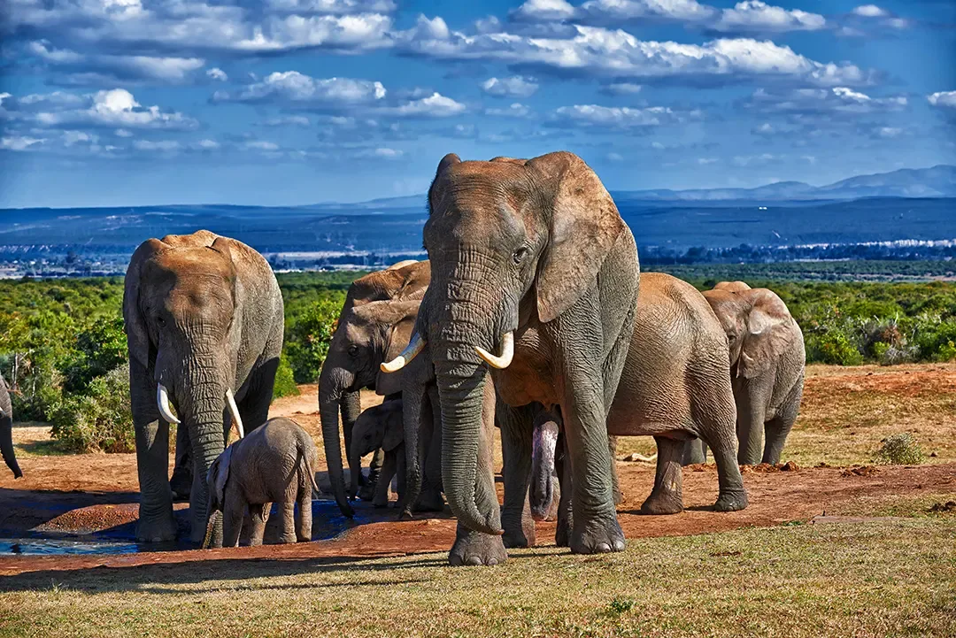 A herd of elephants, including a young calf, gathers at a waterhole in the Serengeti.