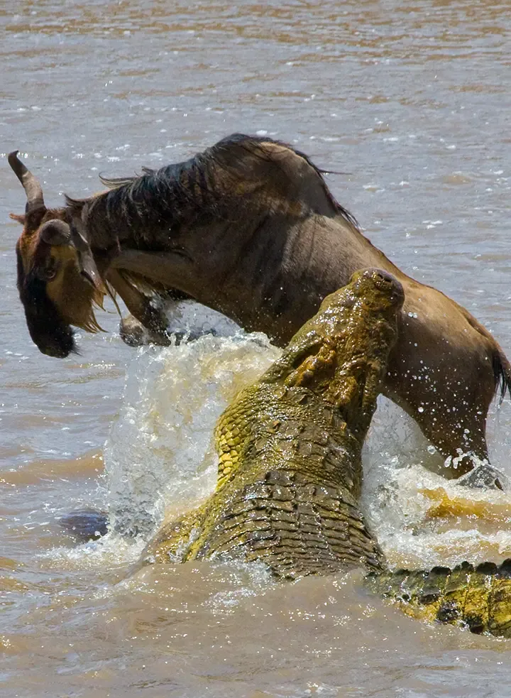 A crocodile lunges from the water as a wildebeest struggles to escape during a river crossing.
