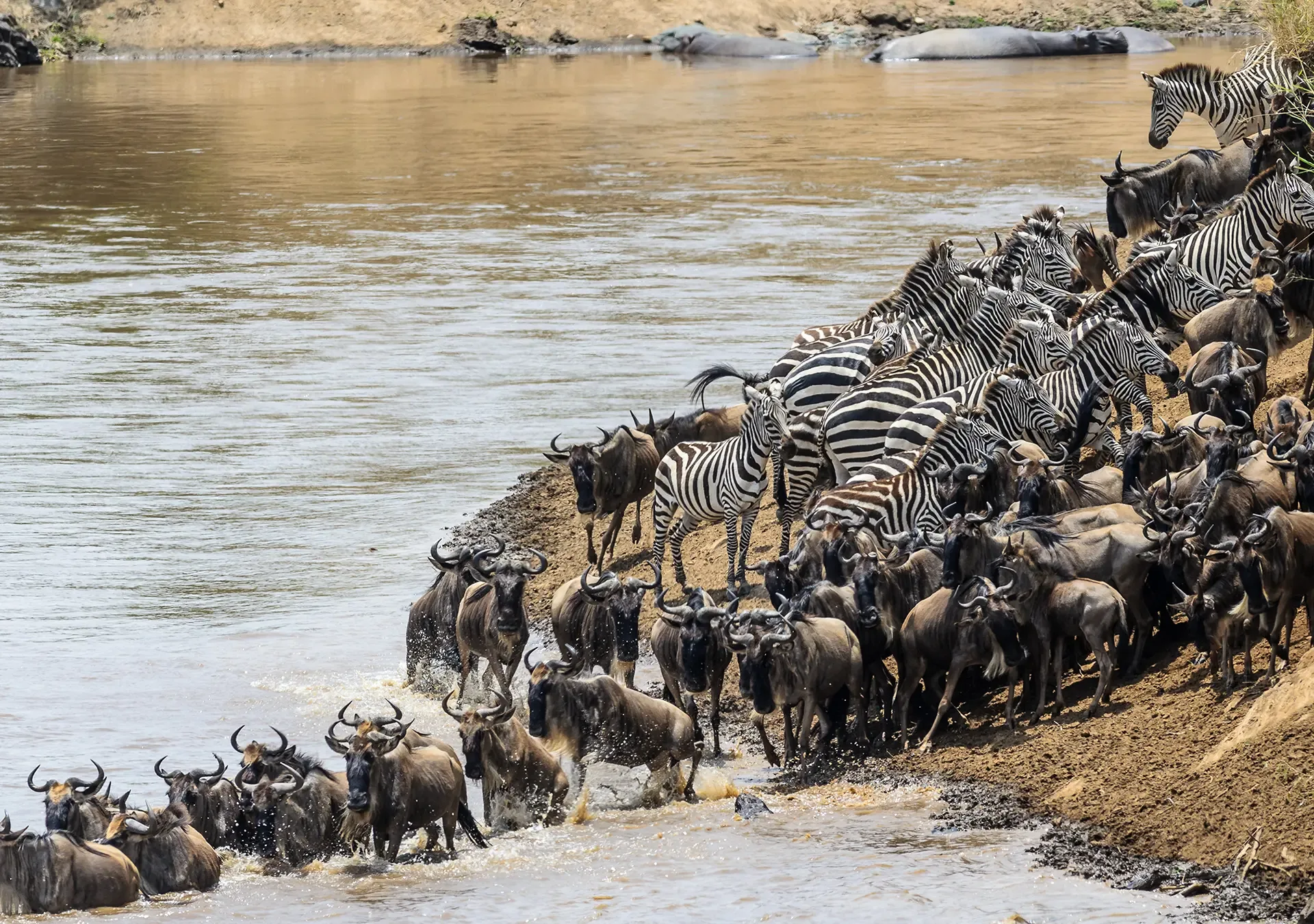 4 Days Wildebeest Calving Safari
