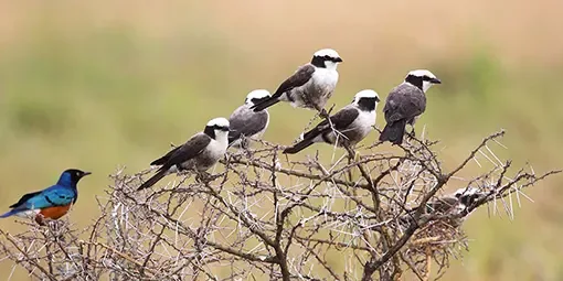 Great birding with migratory species