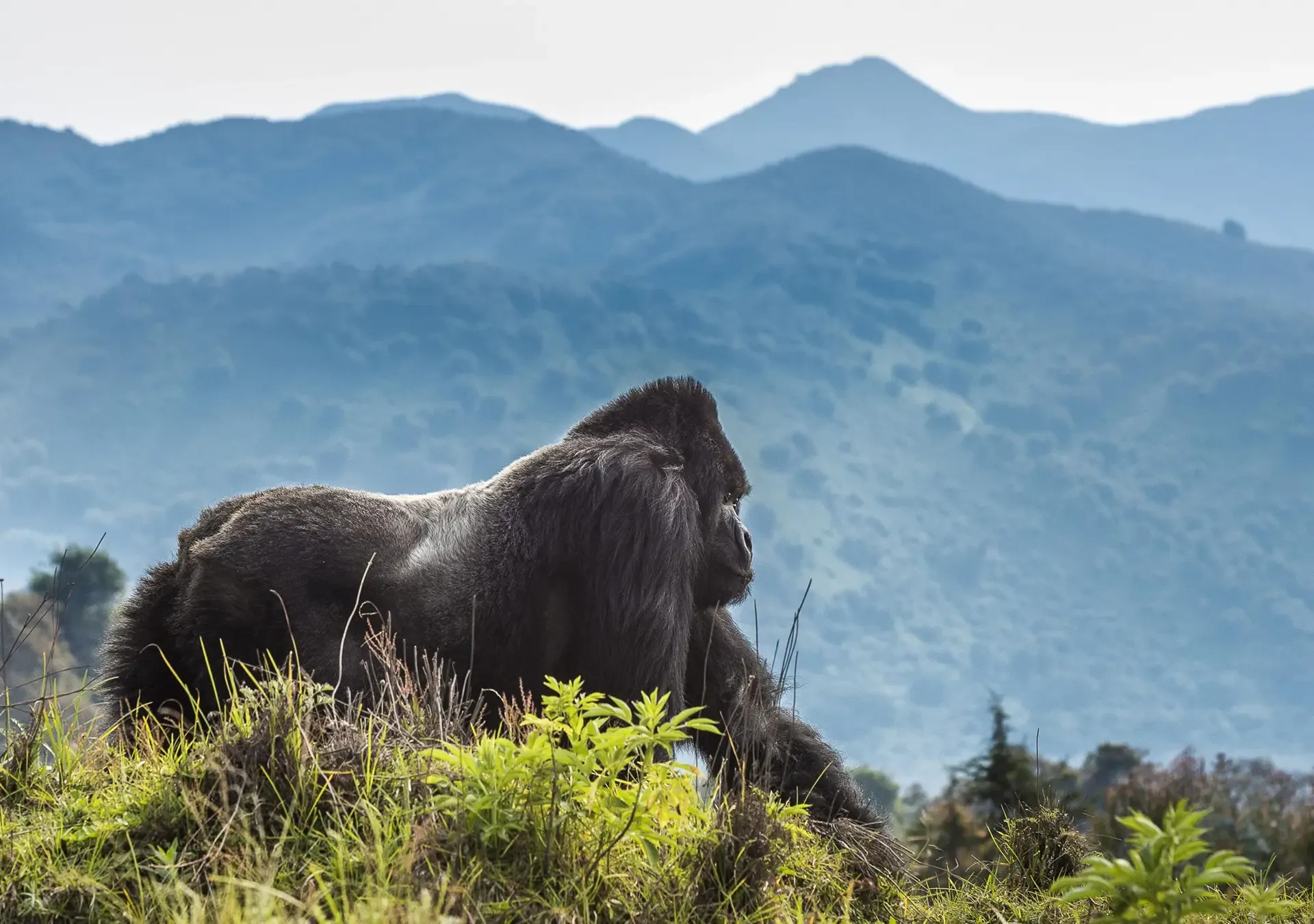 3 Days Volcanoes National Park Gorilla Trekking Safari
