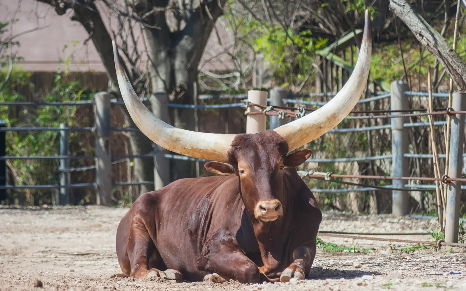 A long-horned Ankole bull rests in the shade near Lake Manyara, Tanzania.