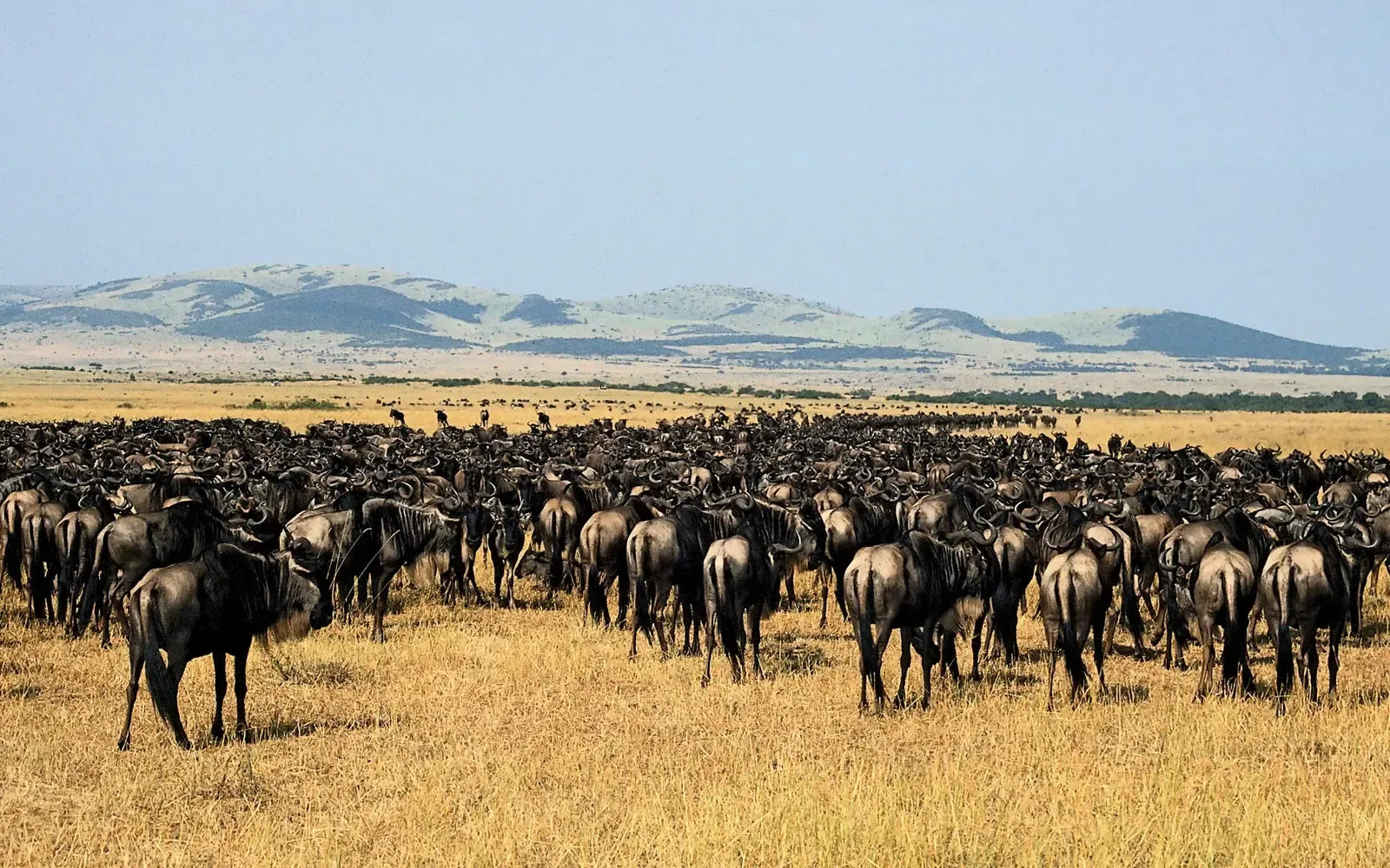 Wildebeest herds spread across the plains of the Serengeti in Tanzania.
