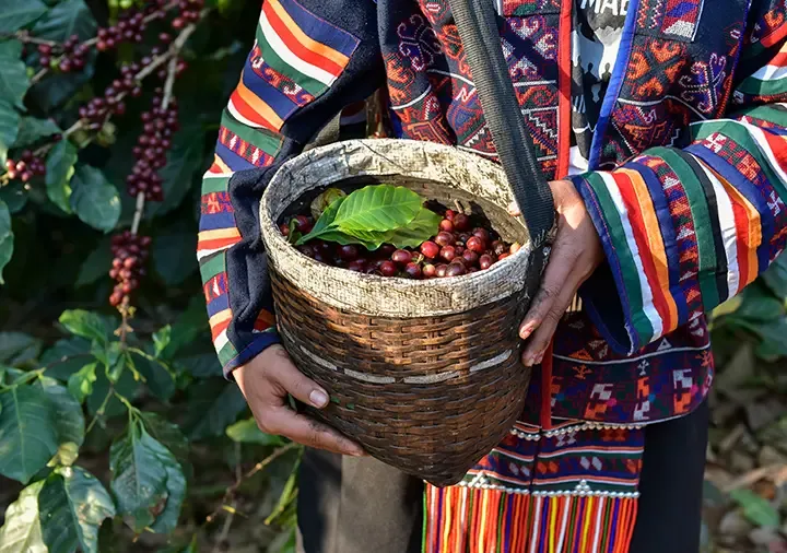 Freshly picked coffee beans