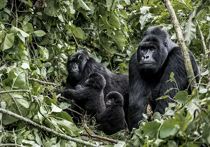 4 Days Rwanda Gorilla Trekking Safari