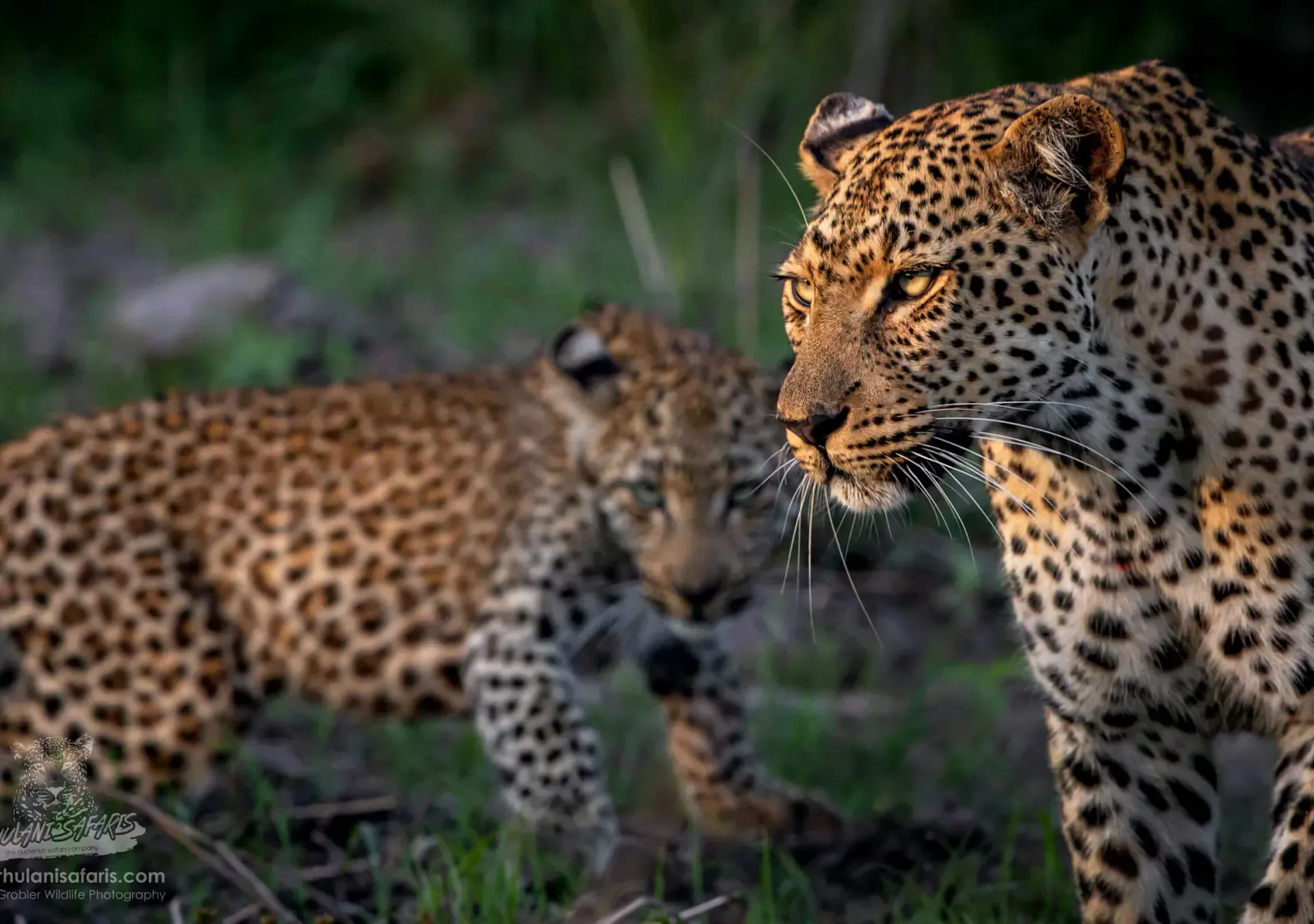 3 Days Sabi Sands Explorer Safari