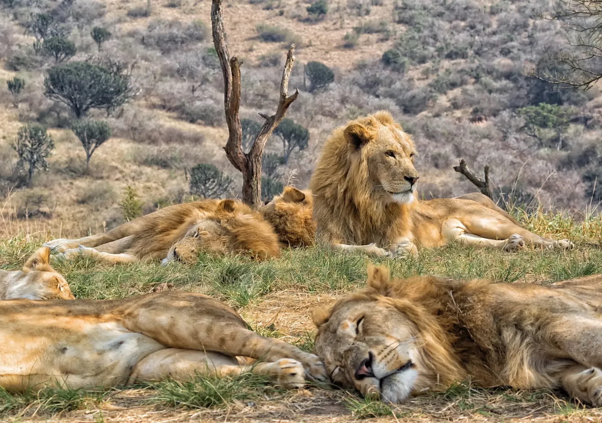 3 Days Umlani Bushcamp Kruger and Timbavati Safari