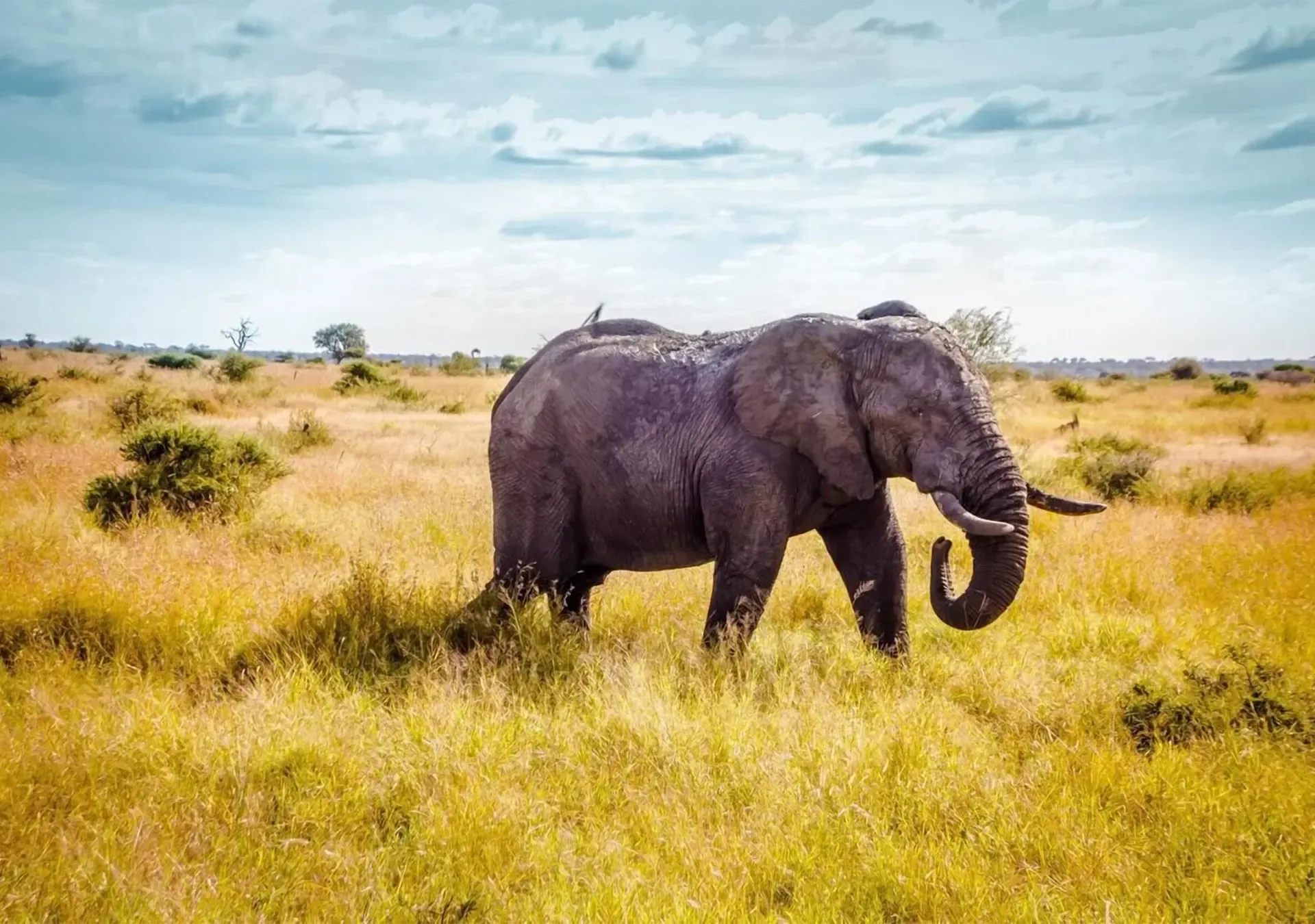 4 Days Kruger Elephant Experience