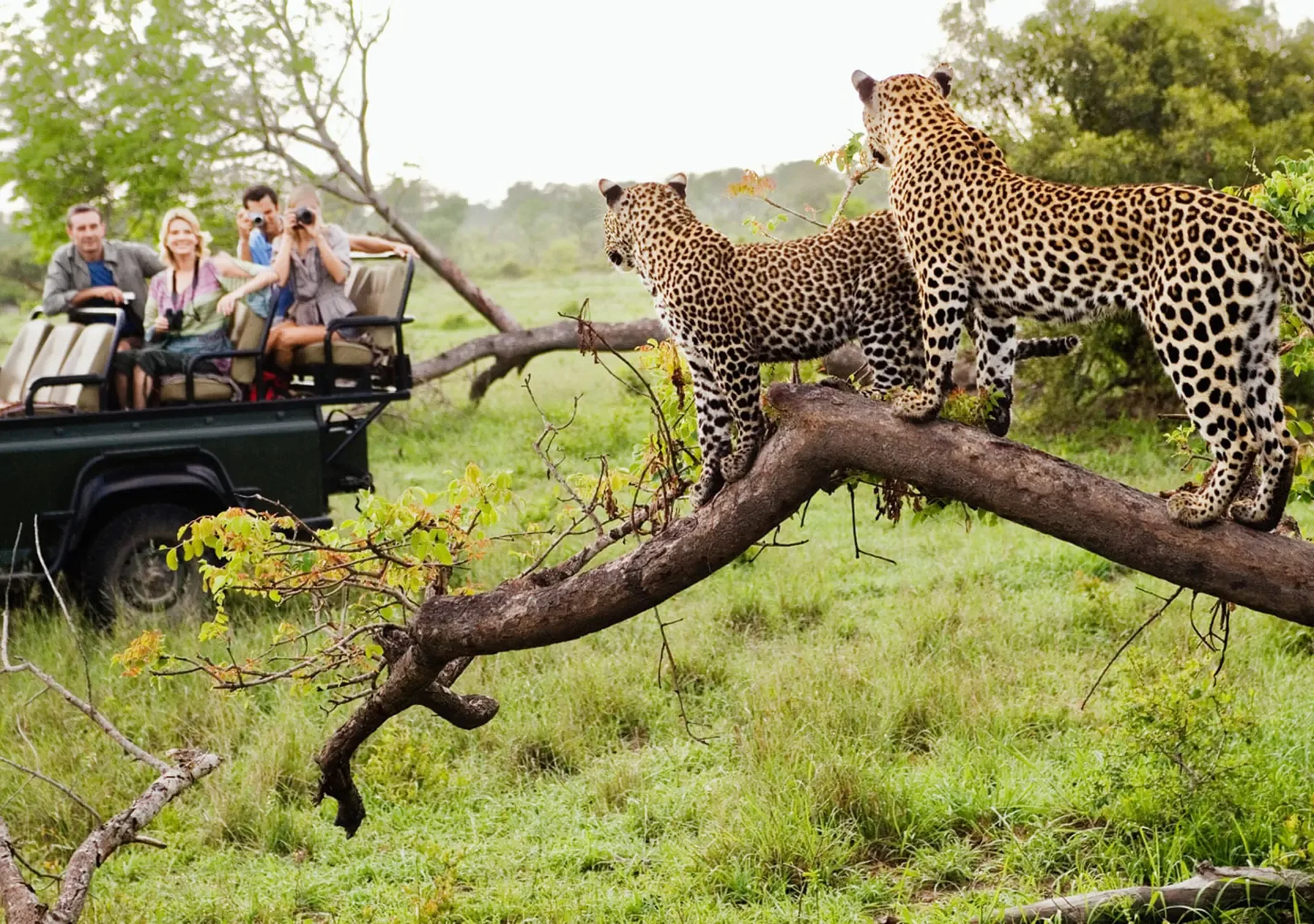 5 Days Classic South Africa Safari