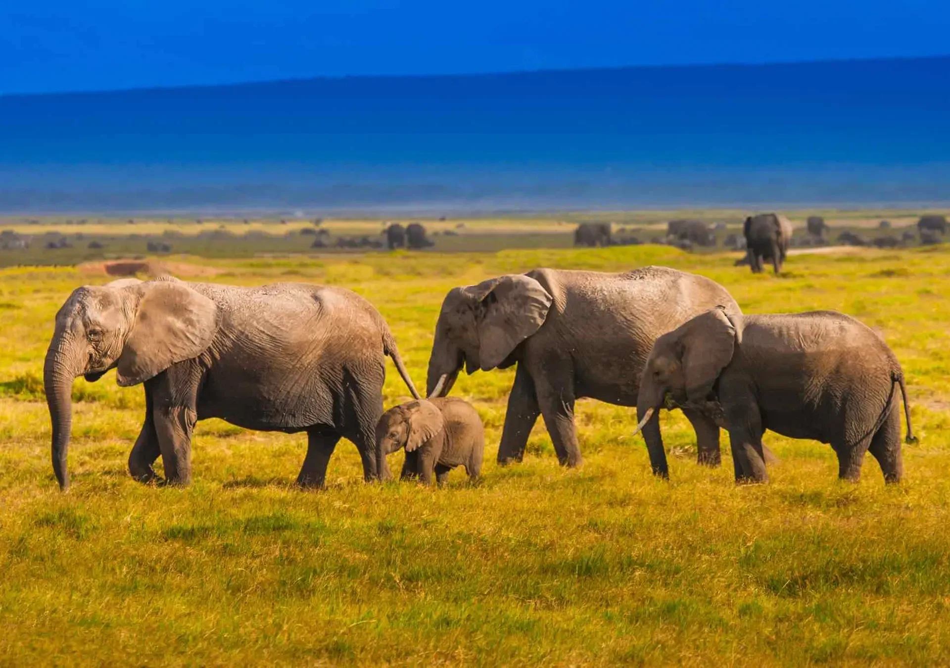 A family of elephants, including a calf, walking through the grass in Kenya.
