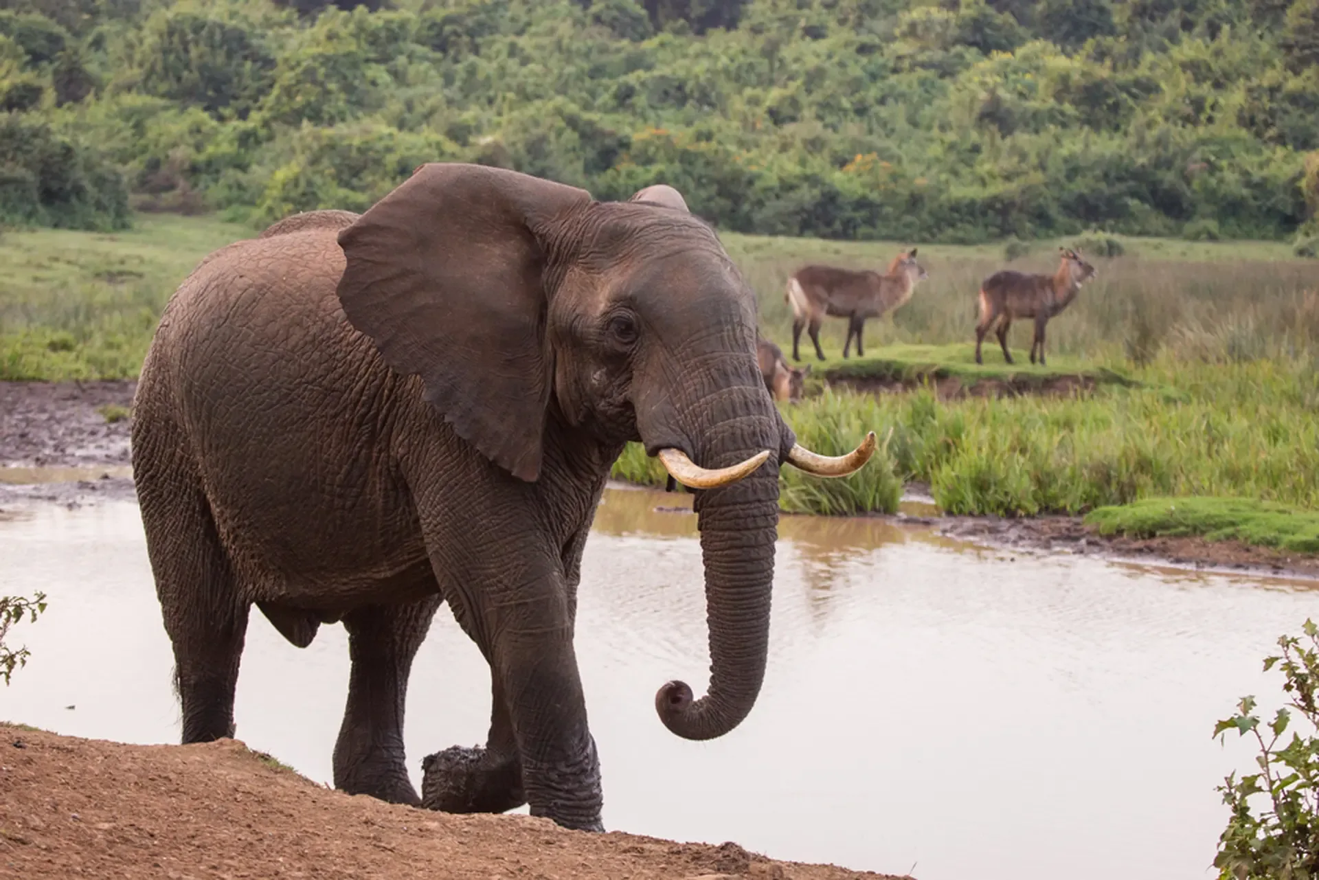 An elephant with a curled trunk walks the muddy bank of a waterhole in Aberdare National Park, Kenya.