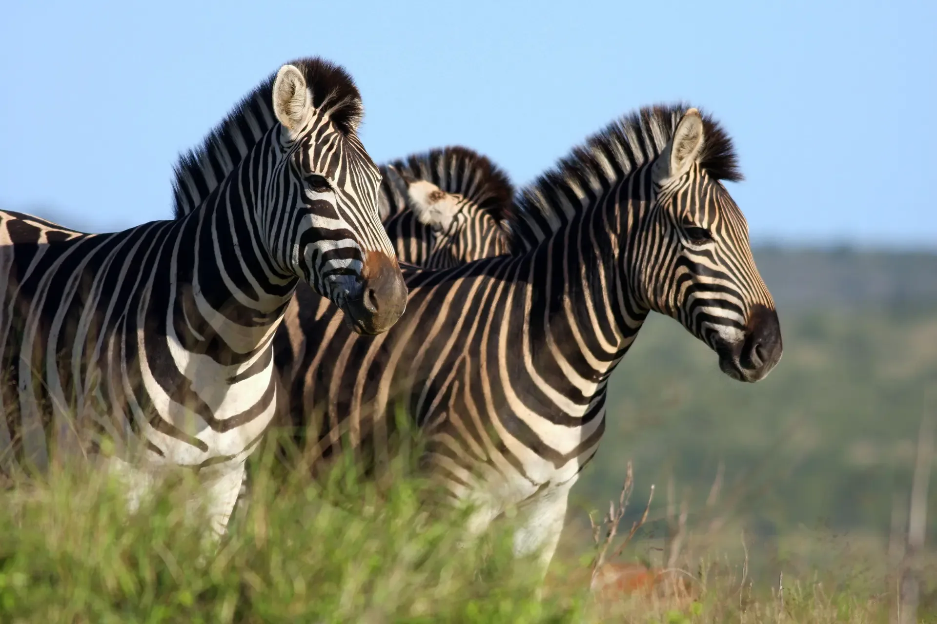 Zebras standing alert in the grass at Addo Elephant National Park, South Africa.