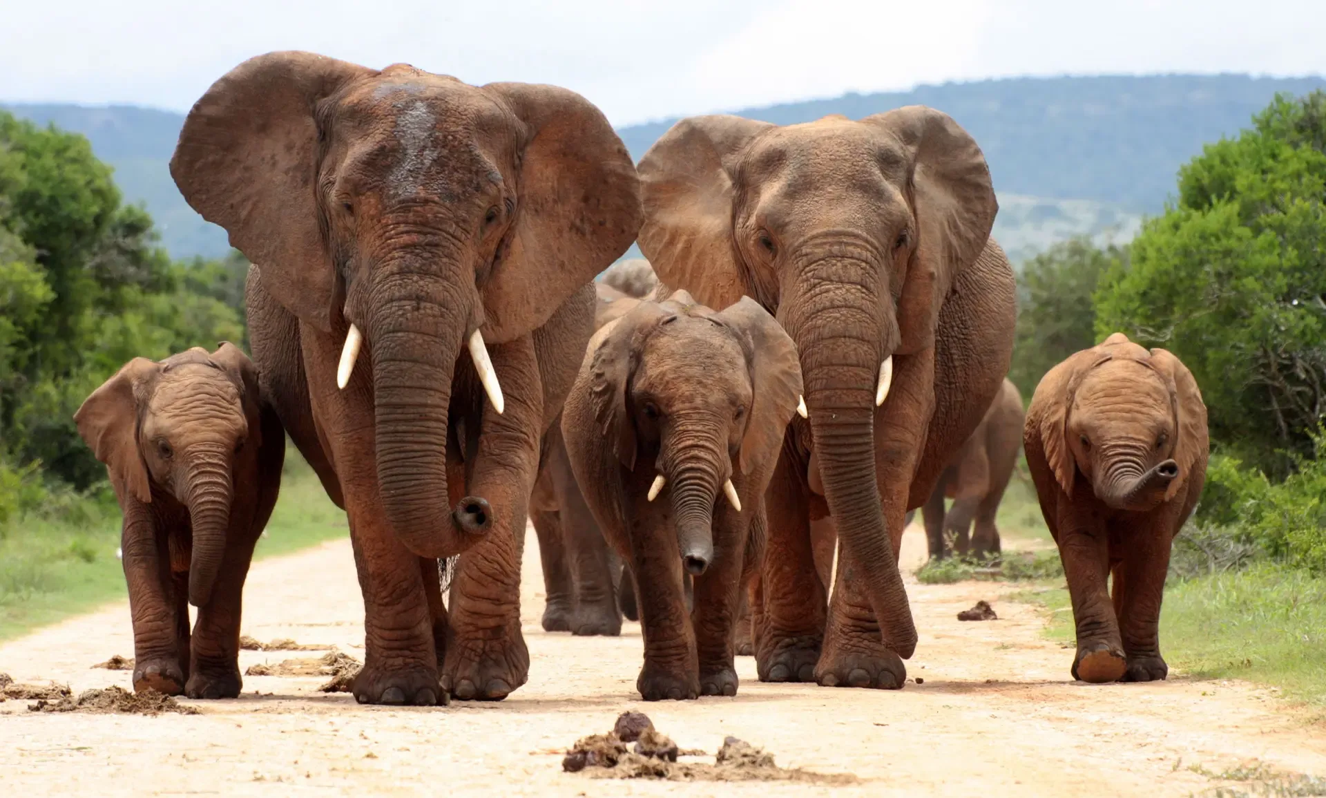 A family of elephants walks a dusty track in Addo Elephant National Park, South Africa.