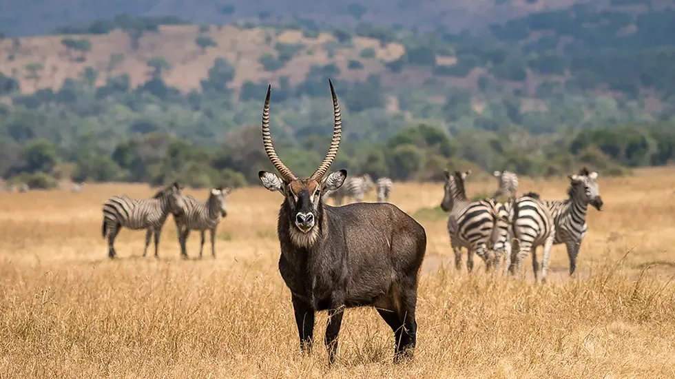 A defassa waterbuck stands alert in the dry grass of Akagera National Park, Rwanda.