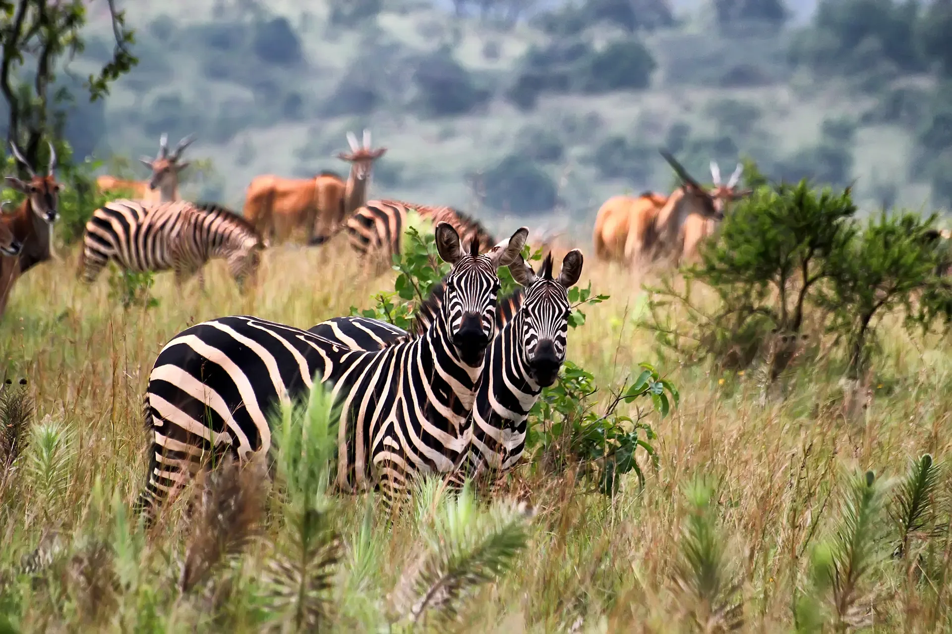 Two zebras stand alert in the tall grass of Akagera, Rwanda.