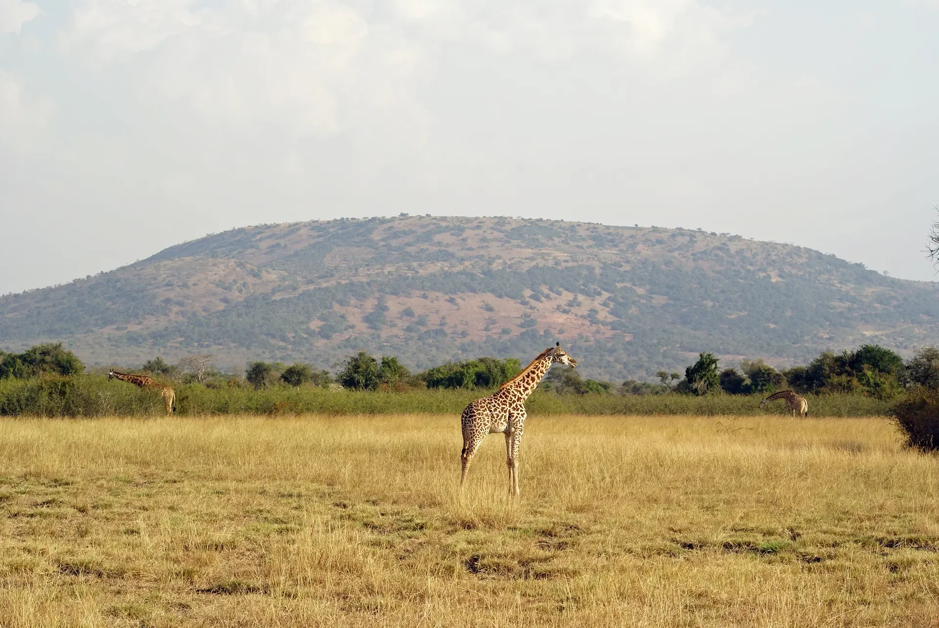 Giraffes on the golden plains of Akagera National Park, Rwanda.