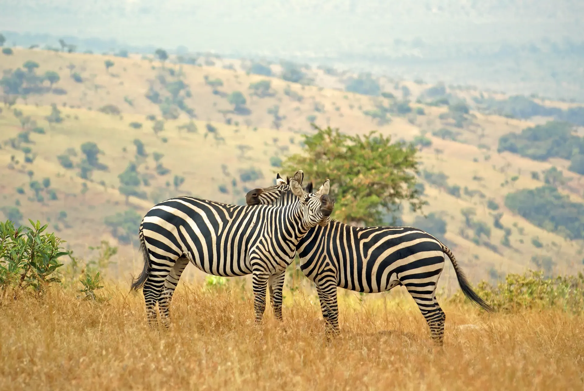Two zebras nuzzling in the golden grass of Akagera, Rwanda