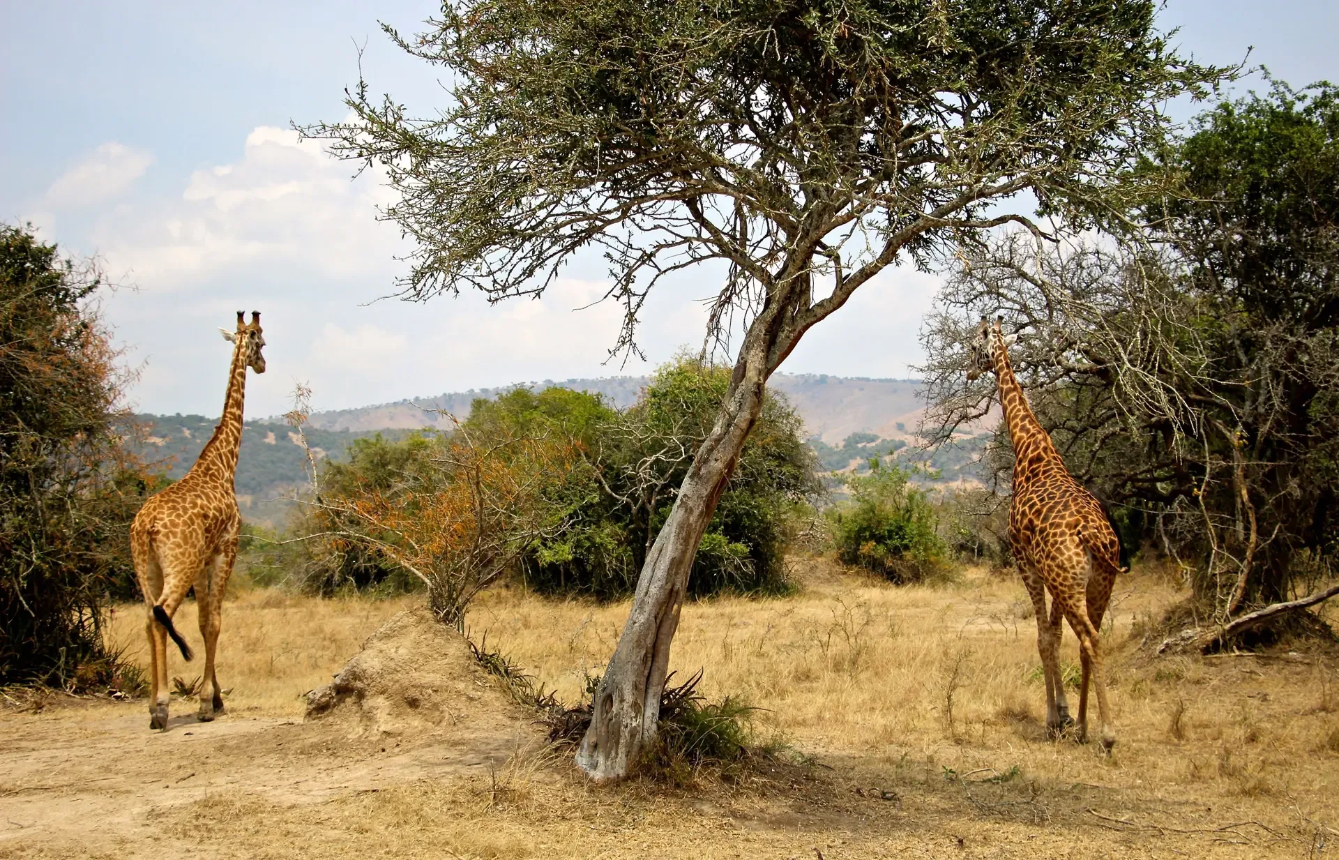 Two giraffes among the acacia woodland of Akagera National Park, Rwanda.