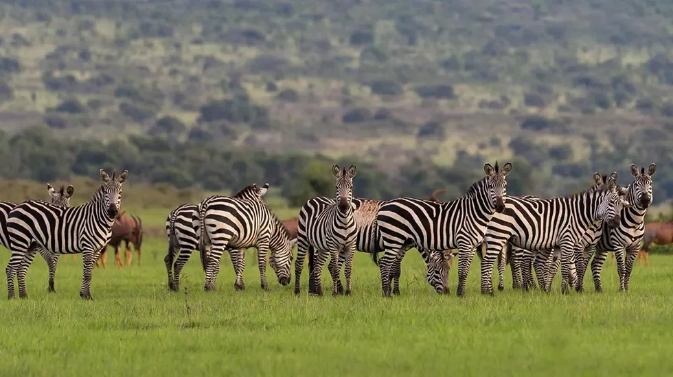 A herd of zebras grazing on the open plains of Akagera National Park, Rwanda.