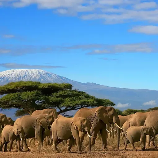 Elephant herd crossing the plains beneath Mount Kilimanjaro in Amboseli, Kenya.