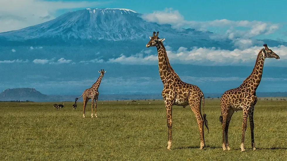 Three giraffes on the open plains of Amboseli, with Mount Kilimanjaro rising behind them.