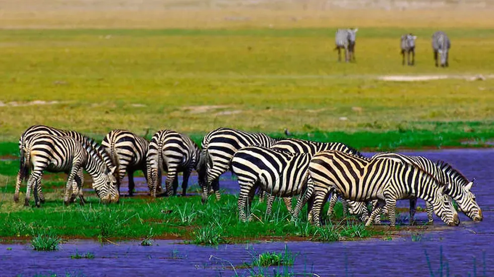 Zebras graze beside the water in Amboseli National Park, Kenya.