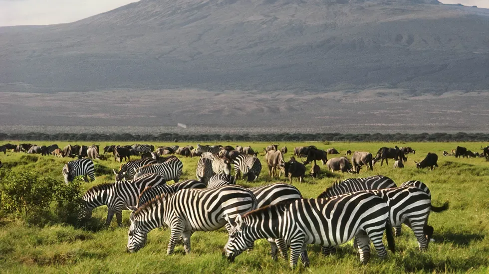 Zebras graze the green plains of Amboseli beneath the mountain's slopes.