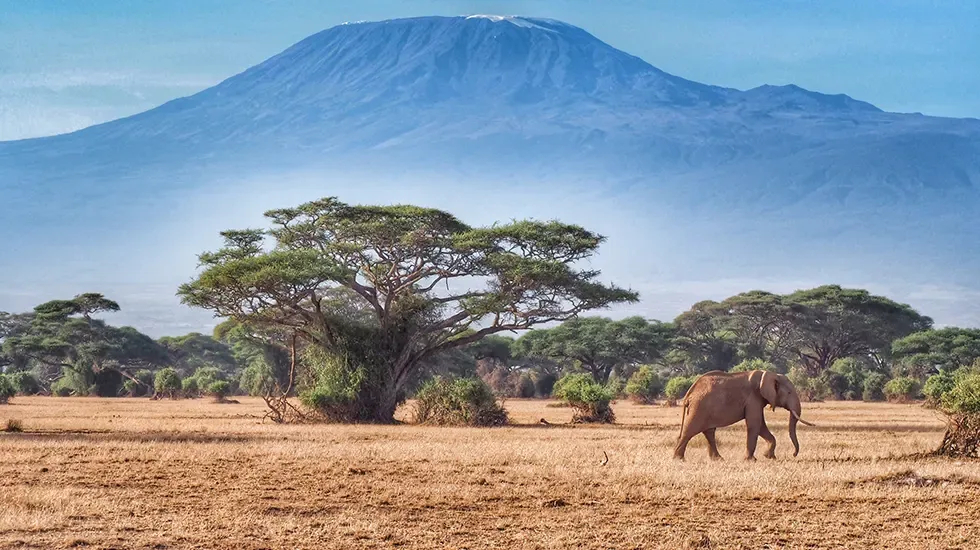 A lone elephant crosses the dry golden grass of Amboseli beneath Mount Kilimanjaro.