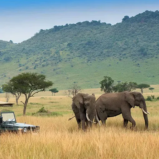 Two elephants moving through tall grass on an Amboseli game drive in Kenya.