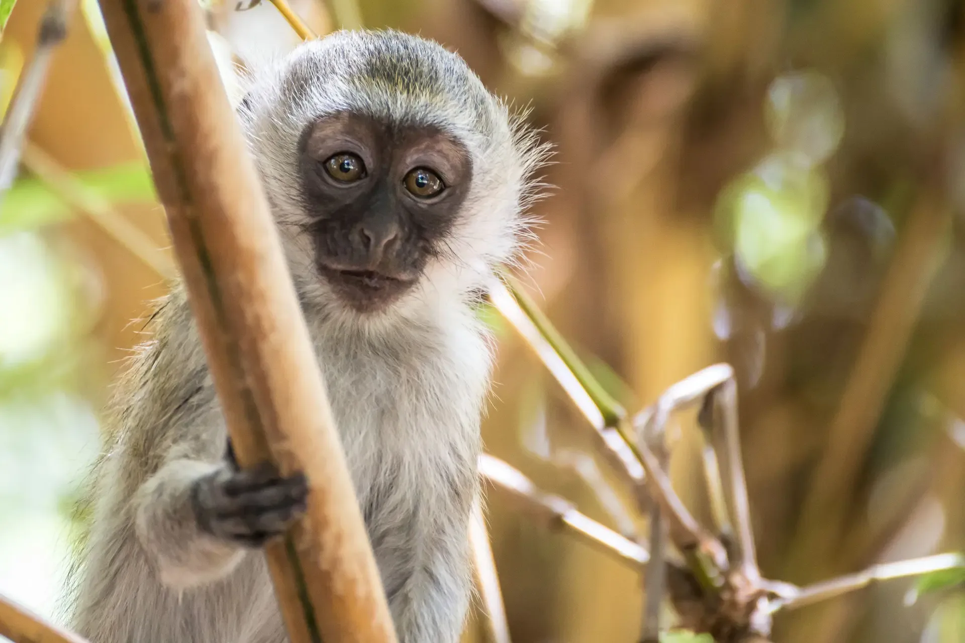 A vervet monkey peers through the reeds in Amboseli National Park, Kenya.