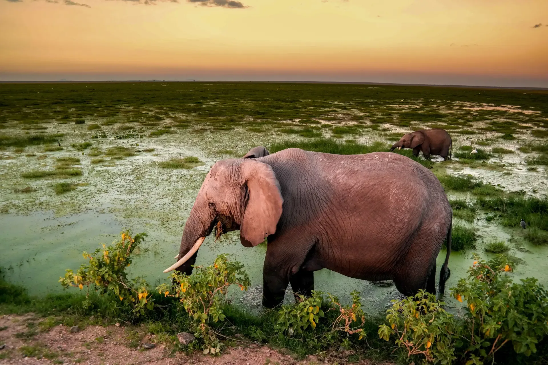 An elephant wades through the green marshland of Amboseli National Park at sunset.