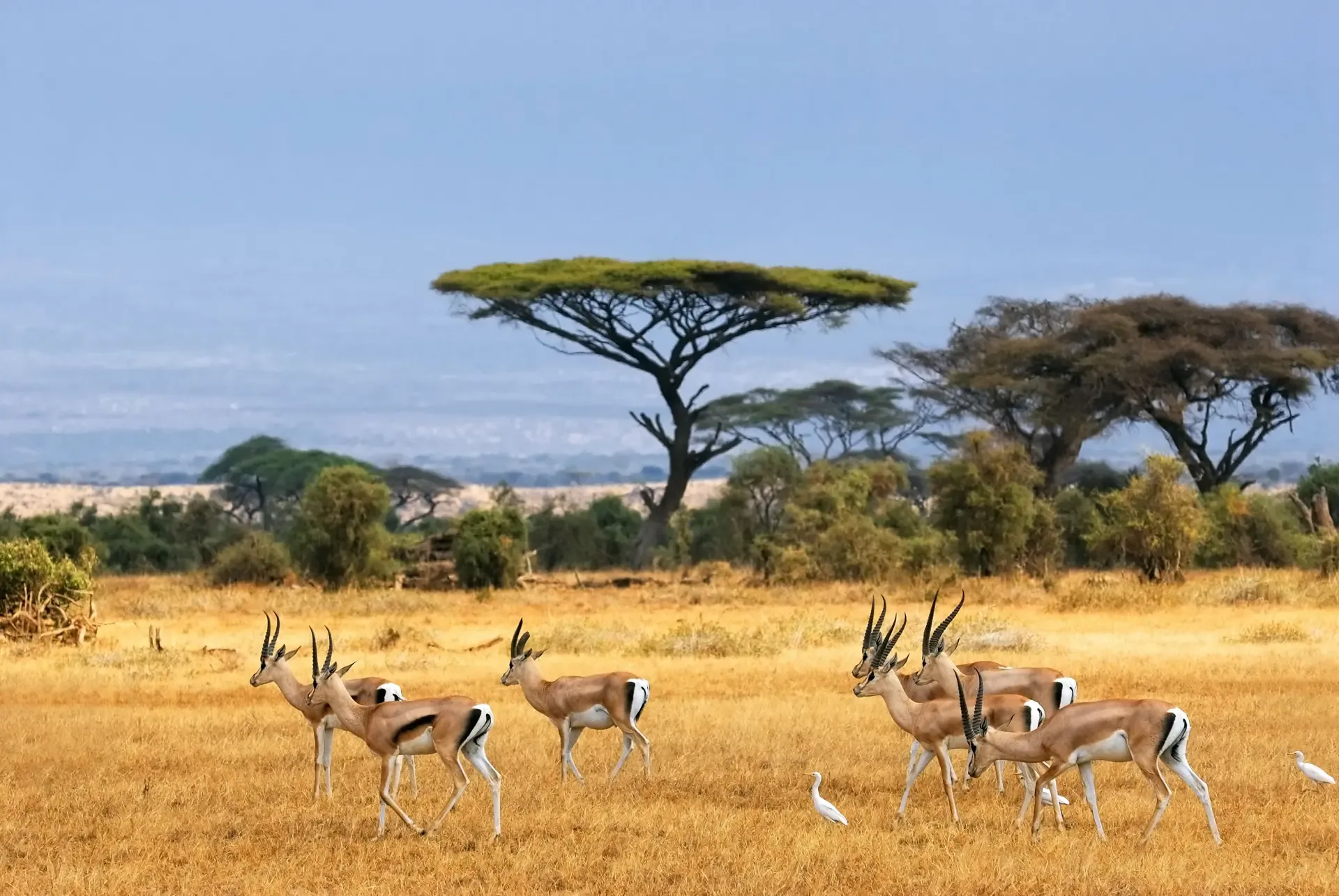 Grant's gazelles graze the dry plains of Amboseli National Park, Kenya, beneath flat-topped acacias.