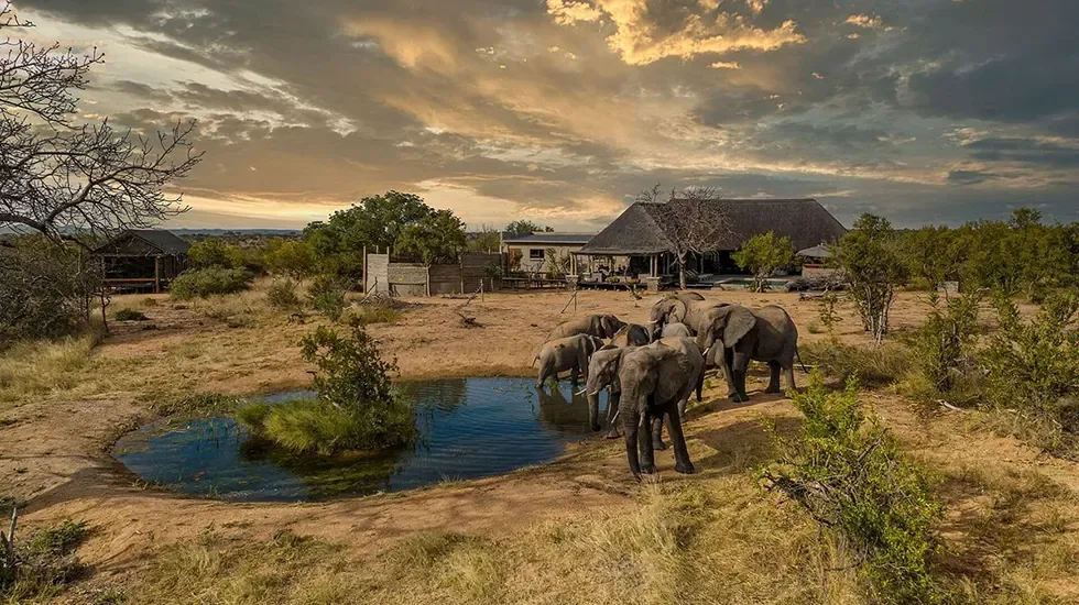 Elephants drinking at the waterhole in Balule Nature Reserve, South Africa.