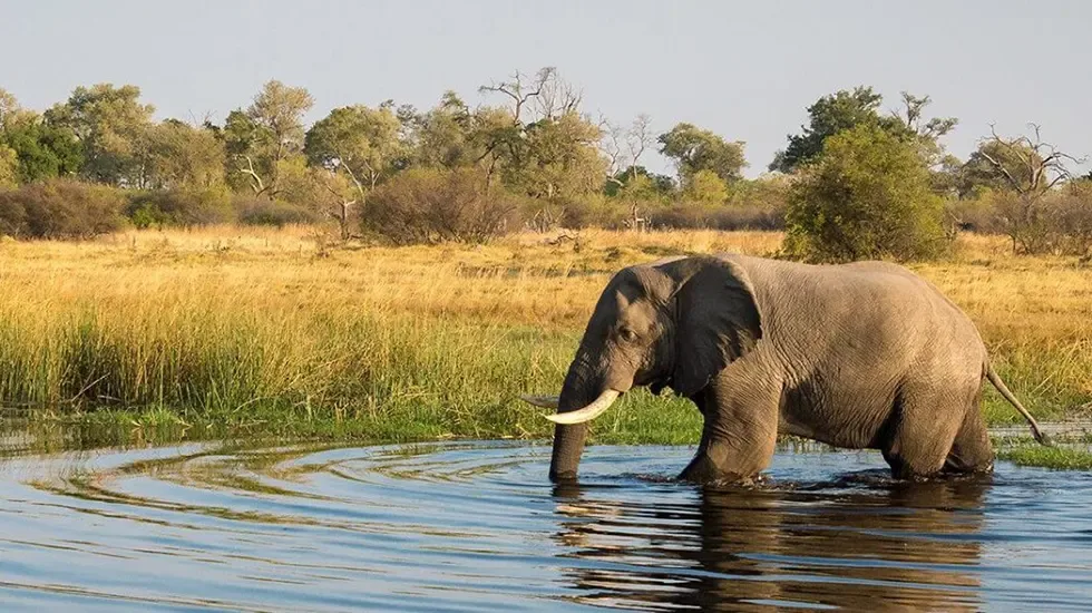 An elephant wades through the shallows at Barangwe Pan, Botswana.