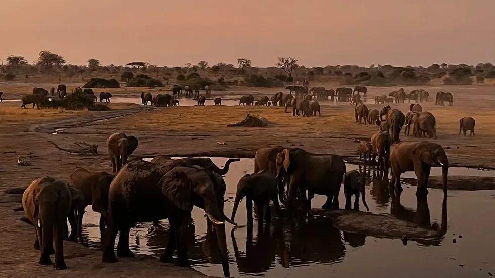 Elephant herds gather at the waterhole on Barangwe Pan, Botswana, in the soft evening light.
