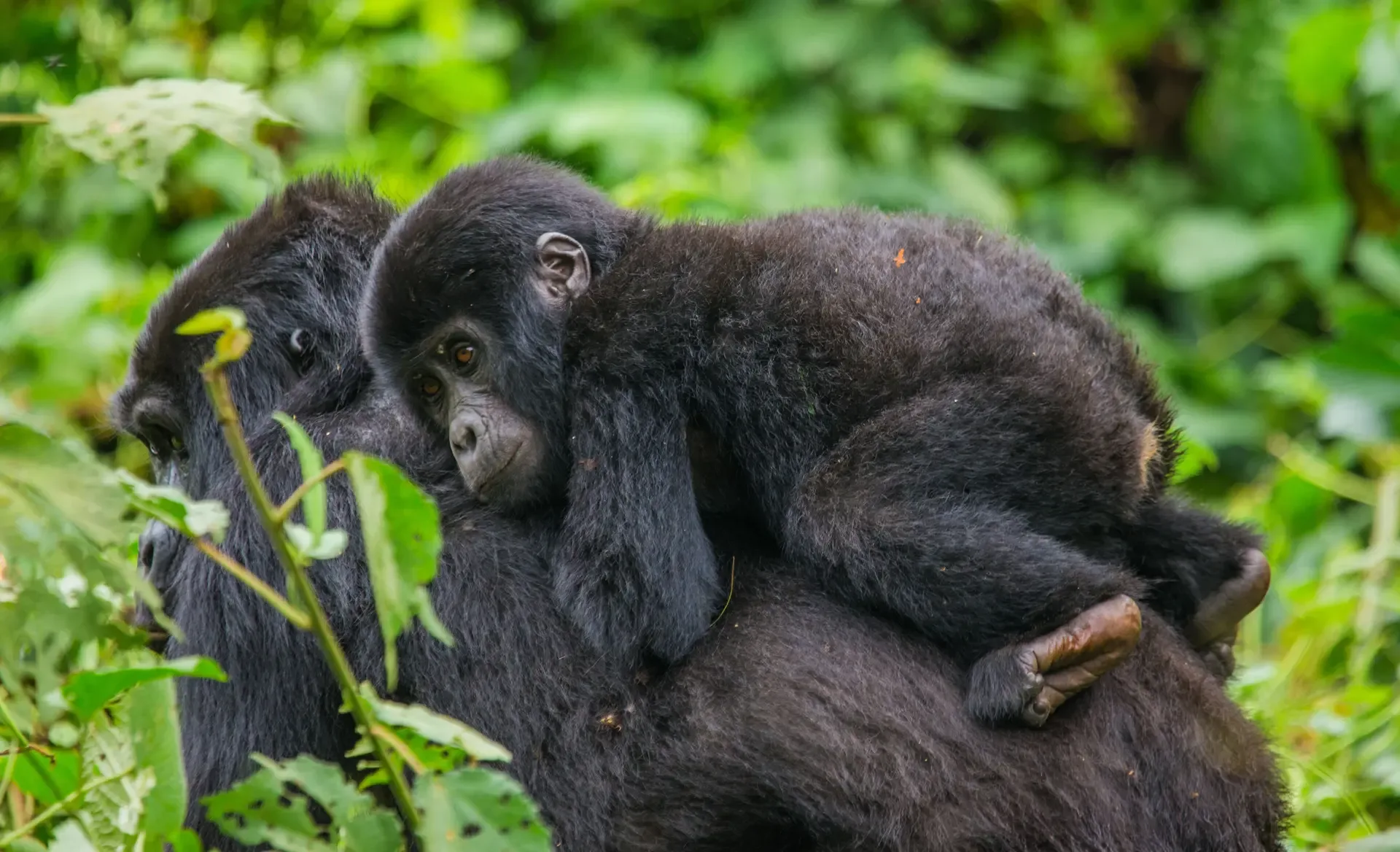 A young mountain gorilla rides on its mother's back in the green forest of Bwindi, Uganda.