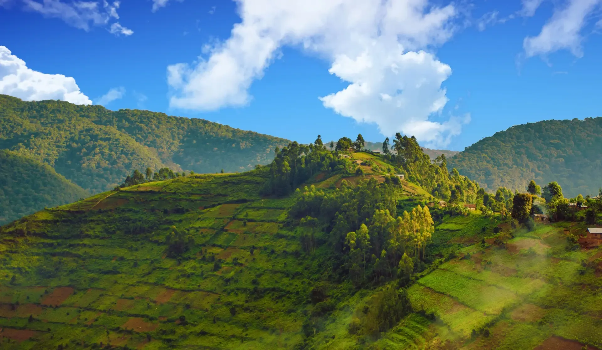 Green terraced hills and forested ridges under a bright sky in Bwindi, Uganda.