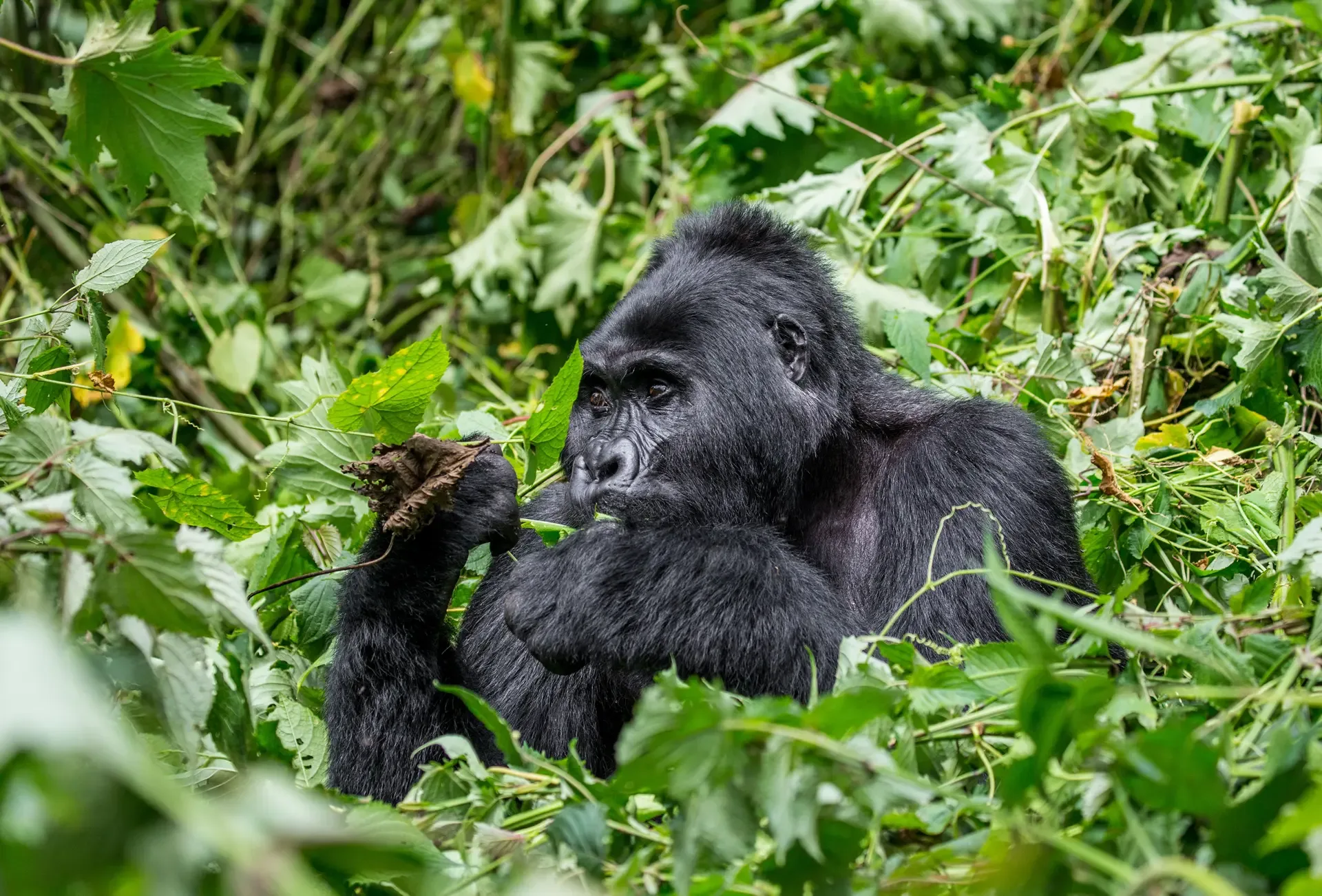 3 Days Gorilla Kigali Express